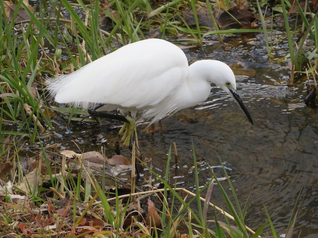 Little egret
