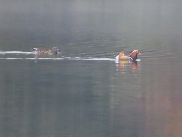 Mandarin duck