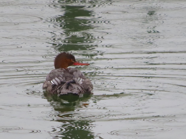Red-breasted merganser
