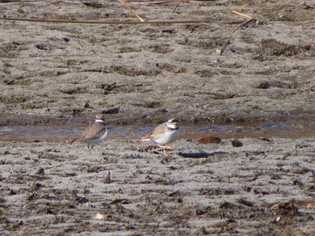Long-billed plover