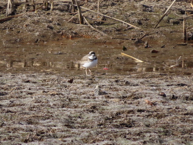 Long-billed plover
