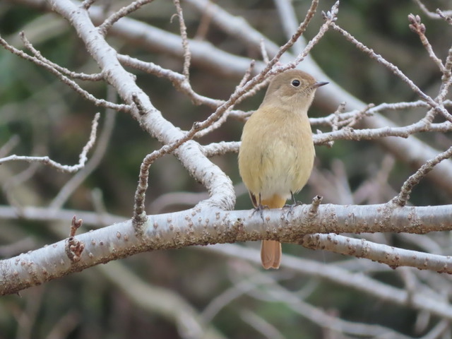 Daurian redstart, Female