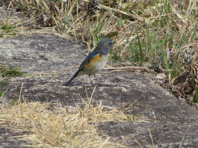 Red-flanked bluetail