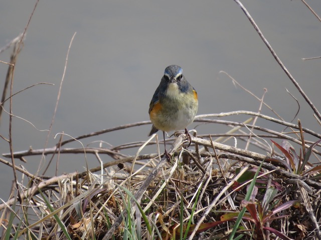 Red-flanked bluetail
