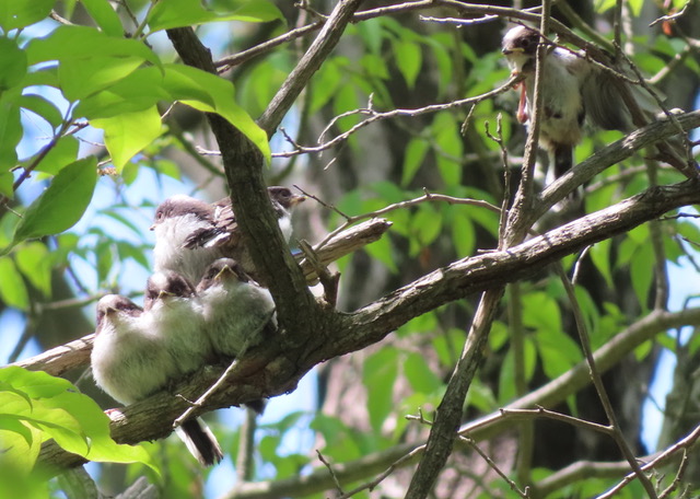 Long-tailed tit