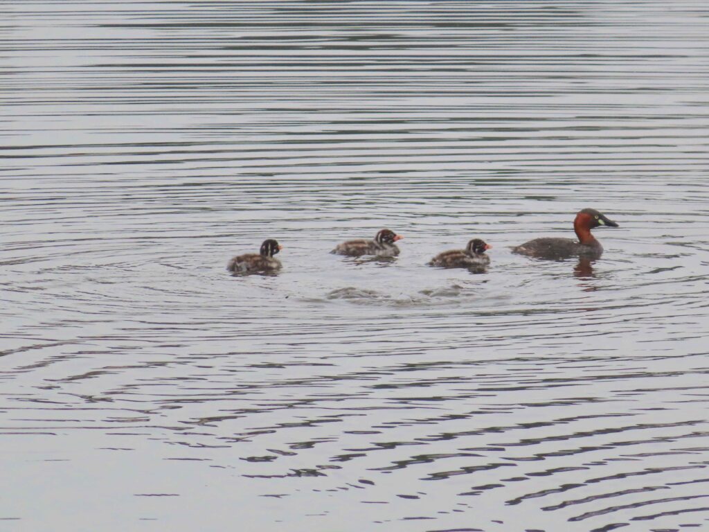 Little grebe