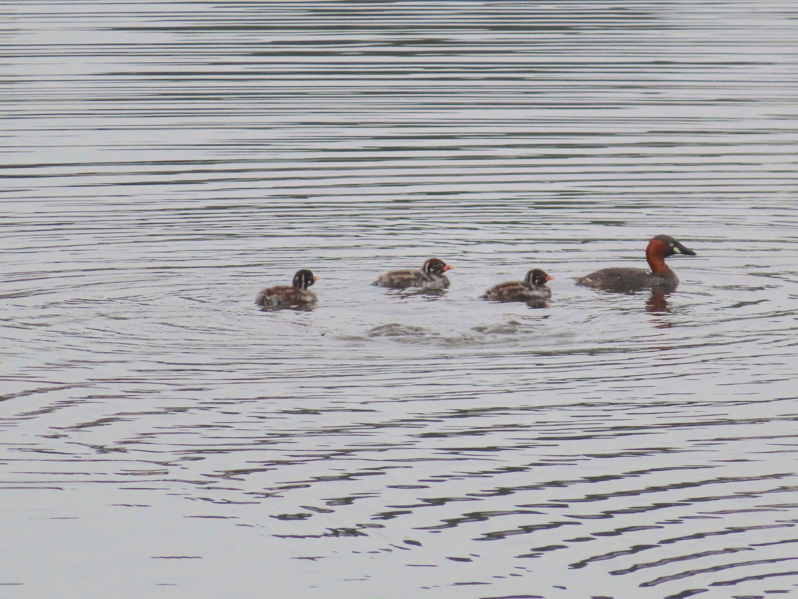Little grebe