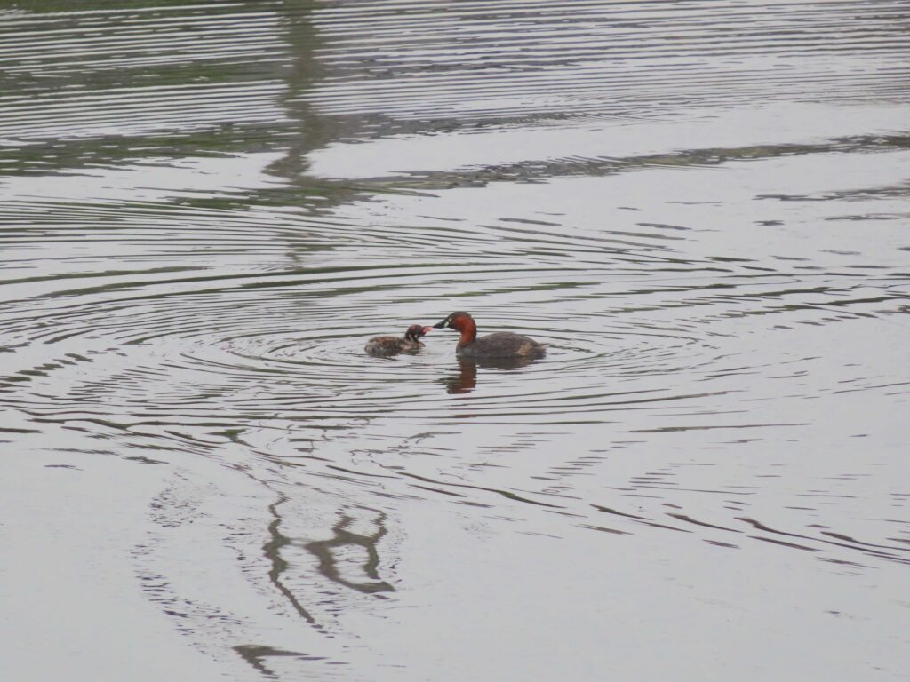 Little grebe