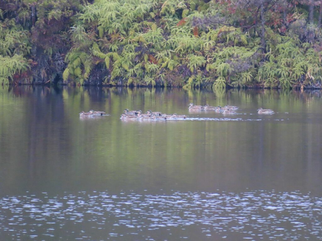 Baikal teal