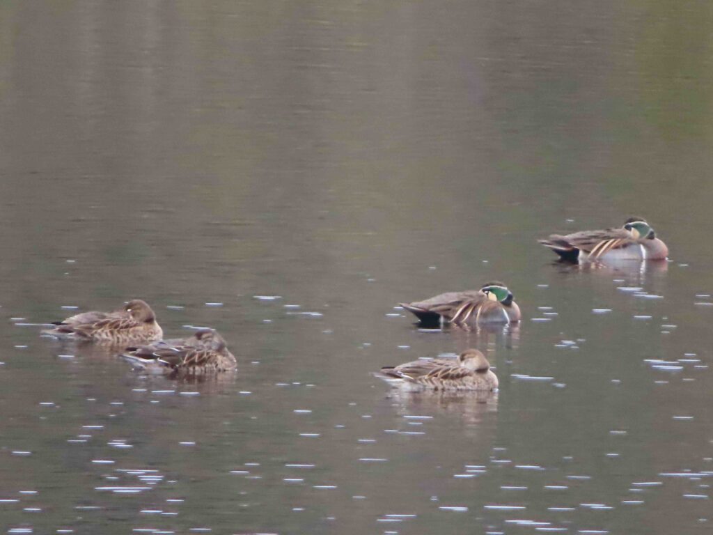 Baikal teal