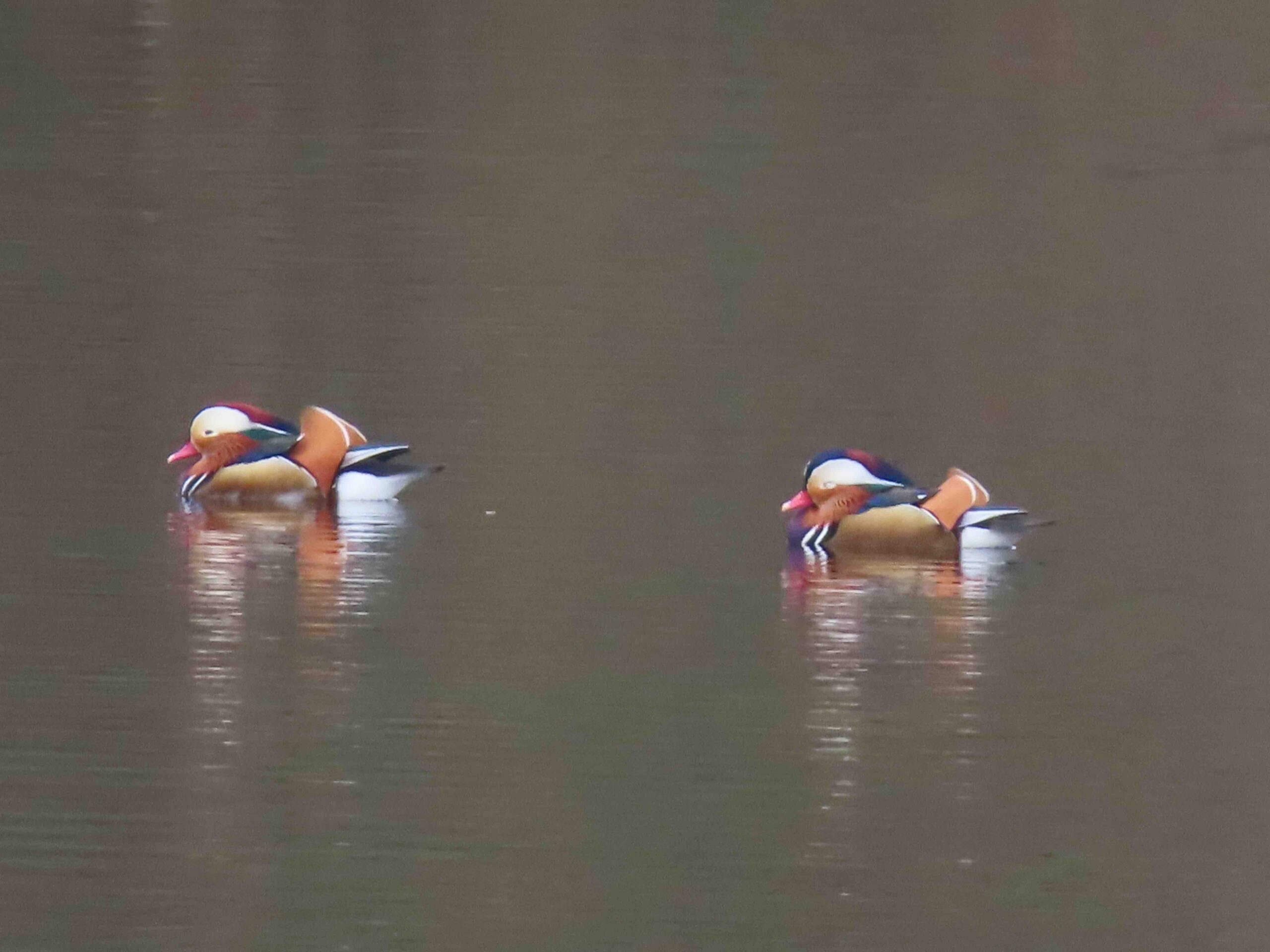 Mandarin duck