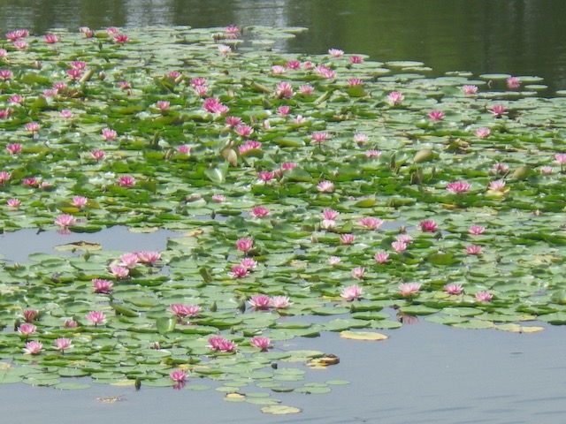 大池の睡蓮