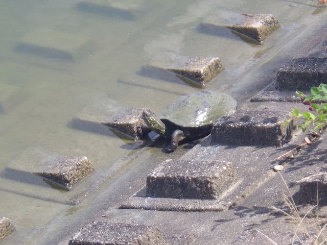 昆陽池のクサガメ
