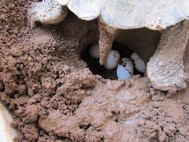 タラコちゃんの産卵