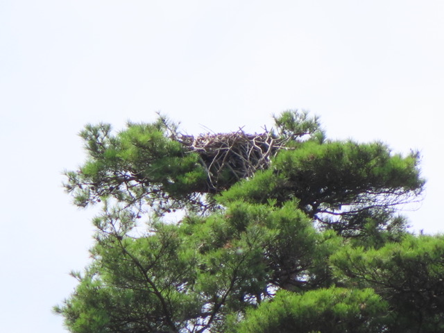 ミサゴの巣