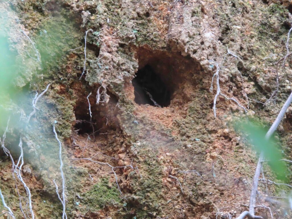 カワセミの巣