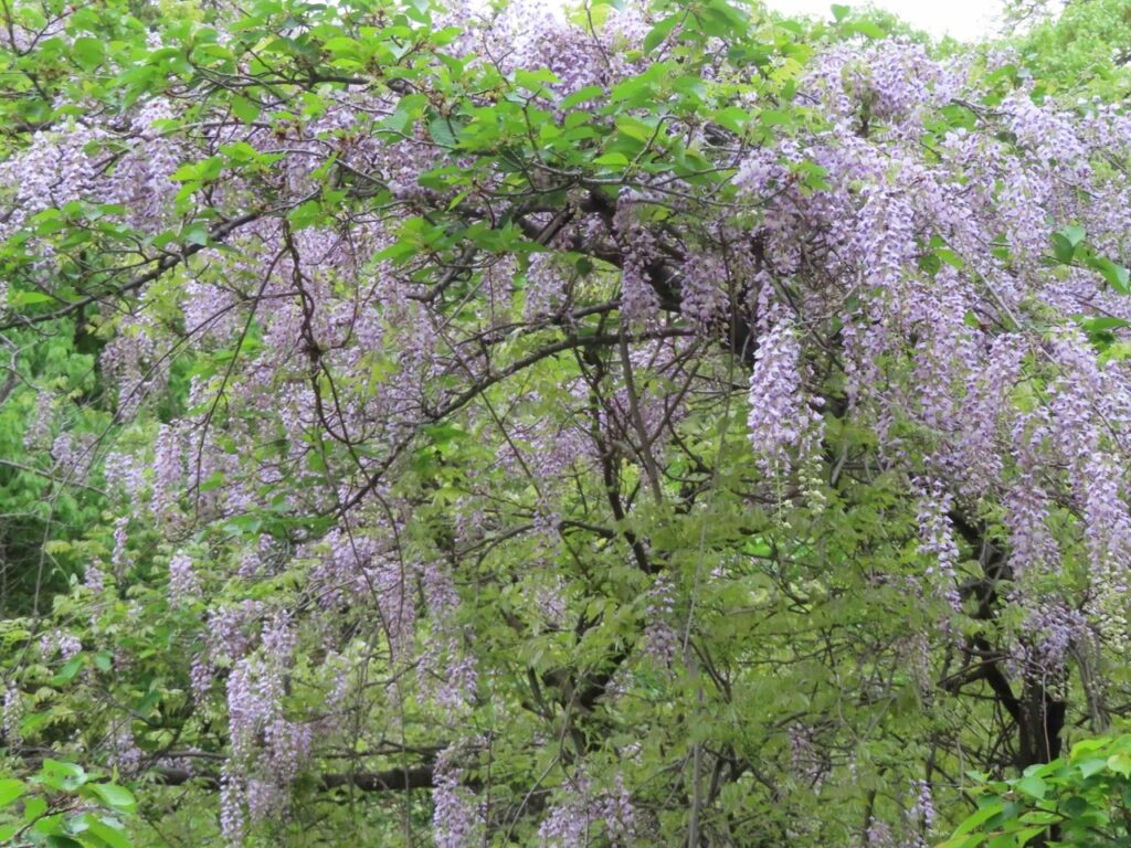 藤の花