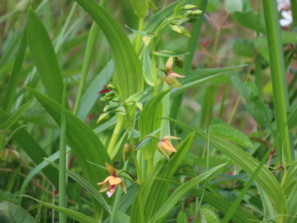 カキラン