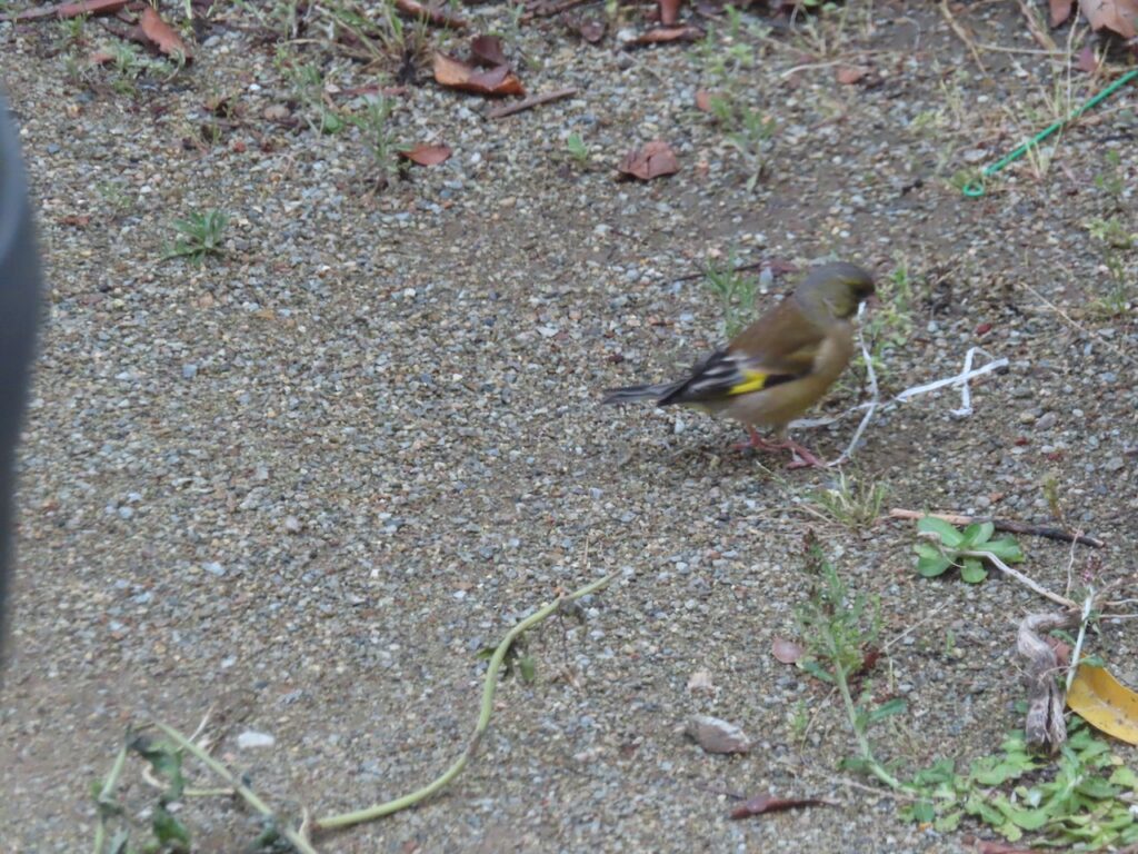 カワラヒワ