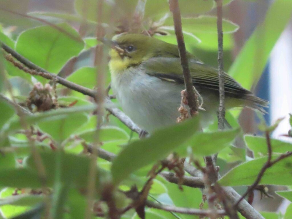 メジロの幼鳥