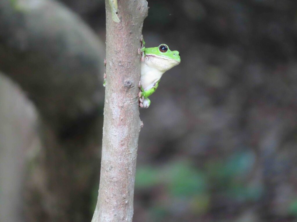 モリアオガエル