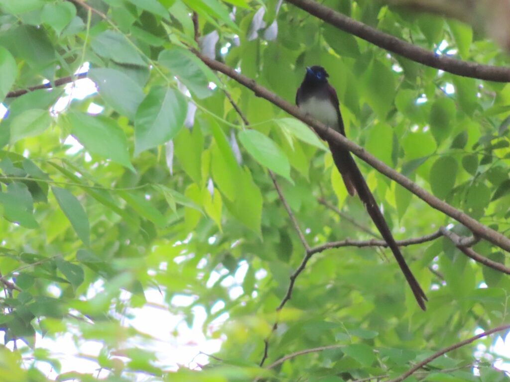 サンコウチョウ