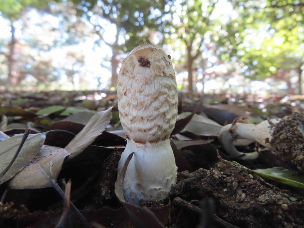 ササクレヒトヨタケの幼菌