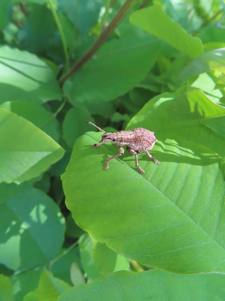 シロコブゾウムシ