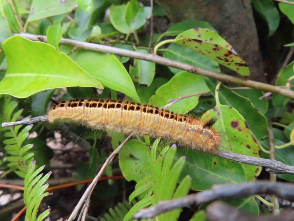 タケカレハの幼虫