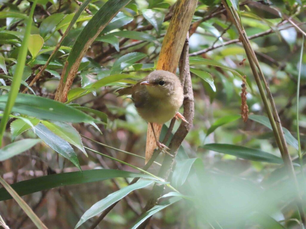 ウグイスの幼鳥