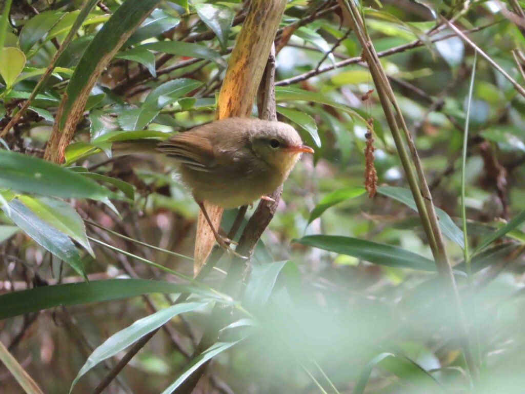 ウグイスの幼鳥