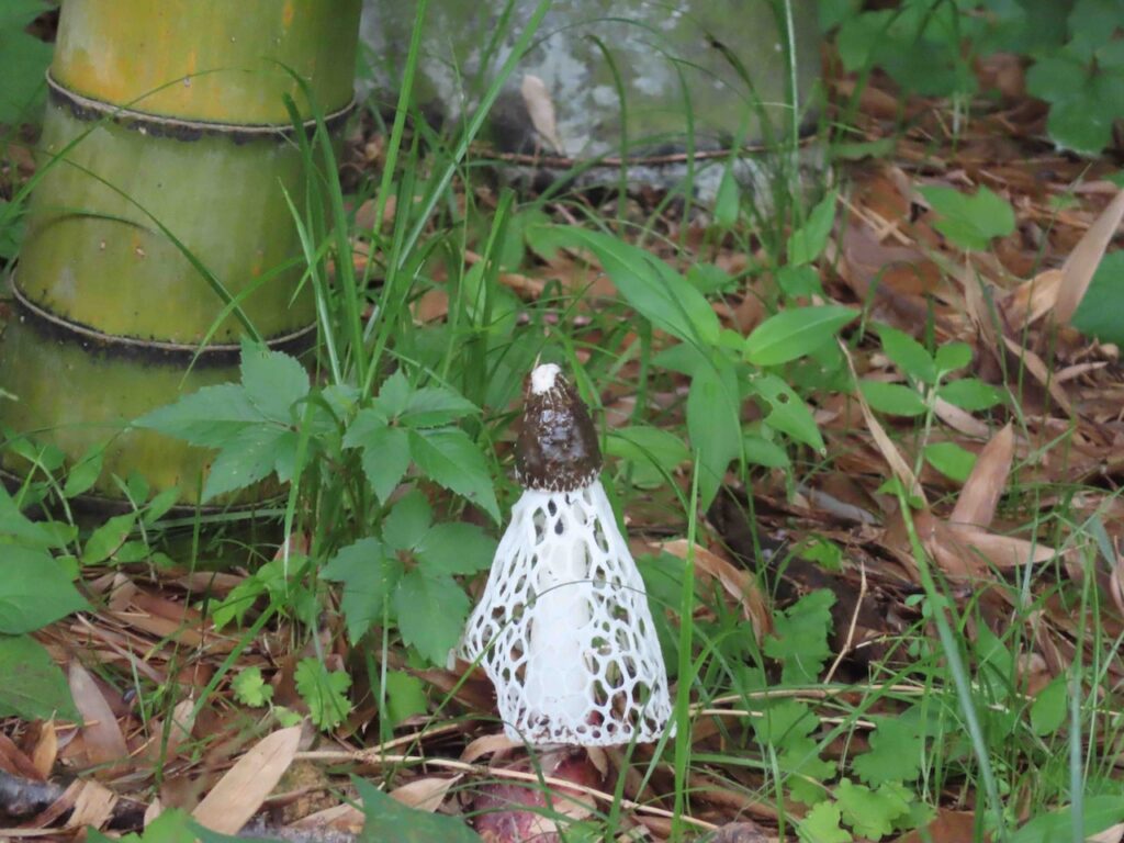 アカダマキヌガサタケ