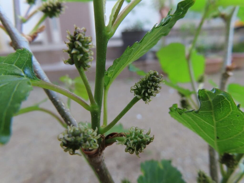 マルベリーの花