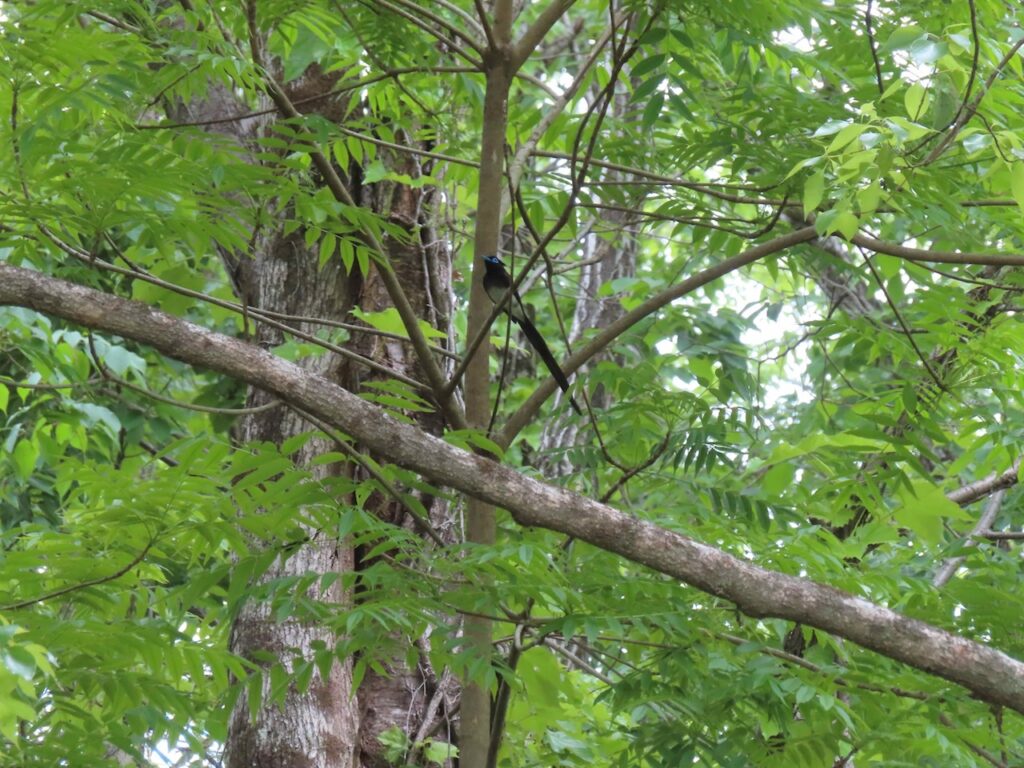 サンコウチョウ