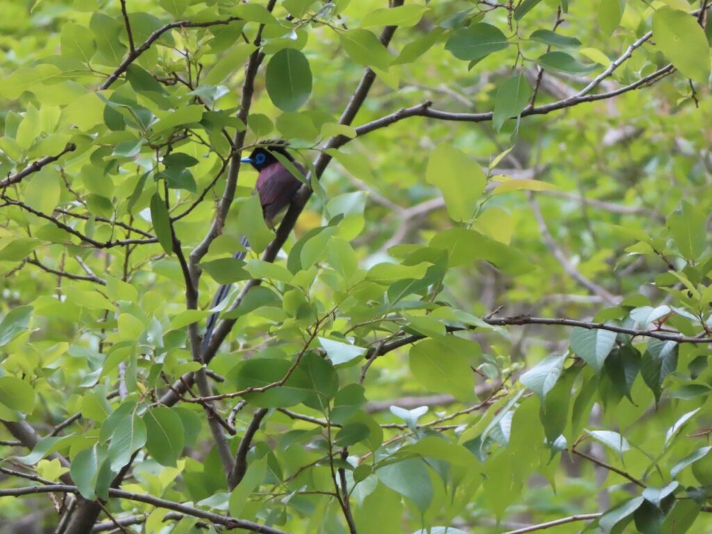 サンコウチョウ
