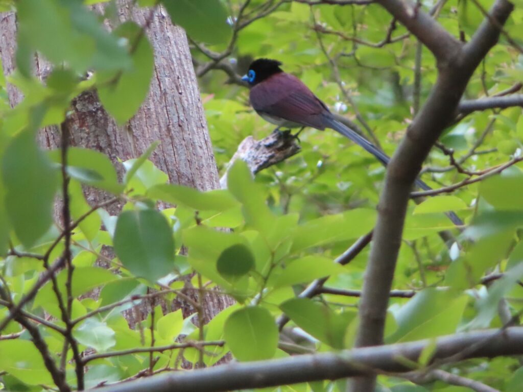 サンコウチョウ