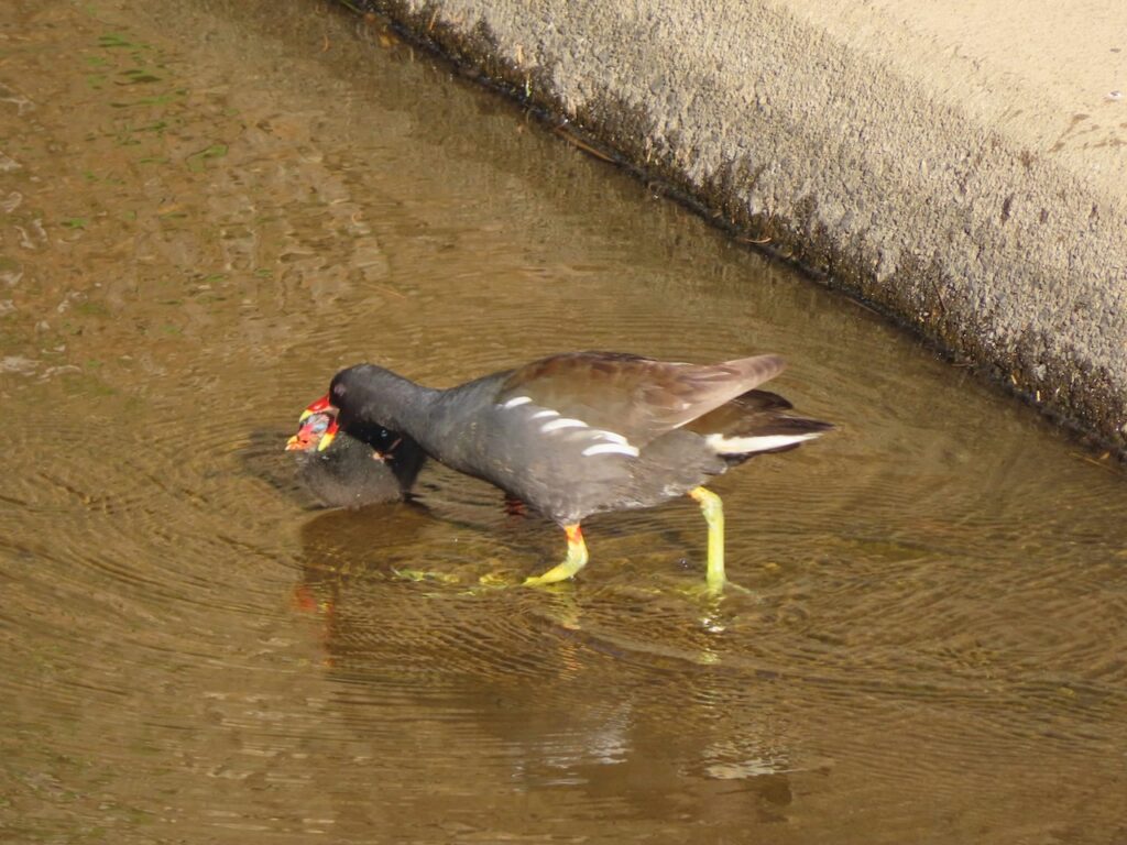 バン