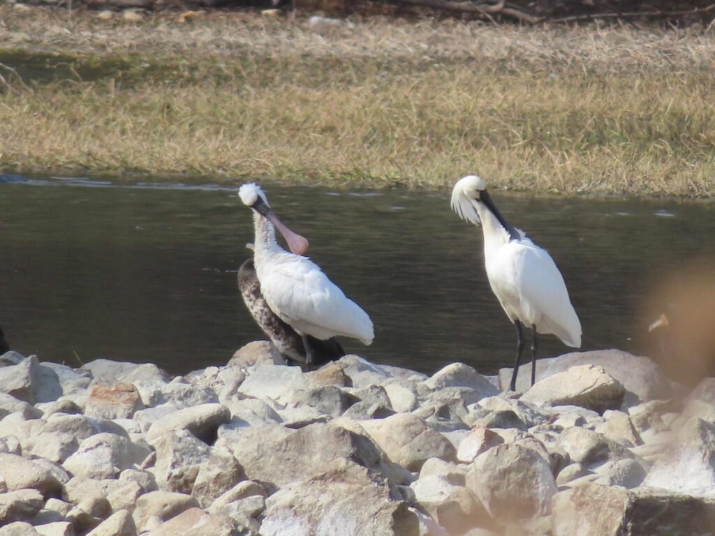 クロツラヘラサギとヘラサギ