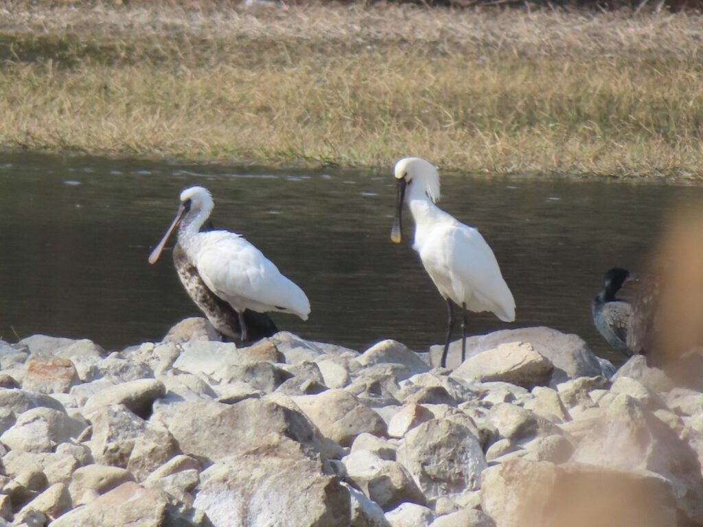 クロツラヘラサギとヘラサギ